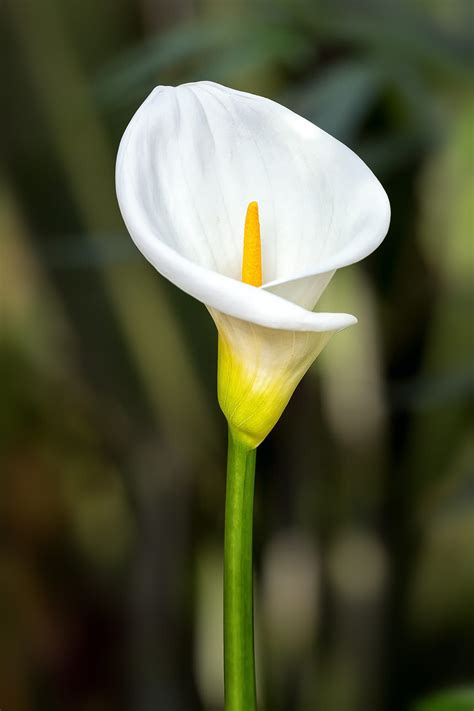 An Isolated White Calla Lily Calla Lily Arum Lily Lily Wallpaper