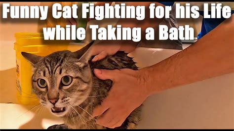 Funny Cat Fighting For His Life While Taking A Bath Youtube