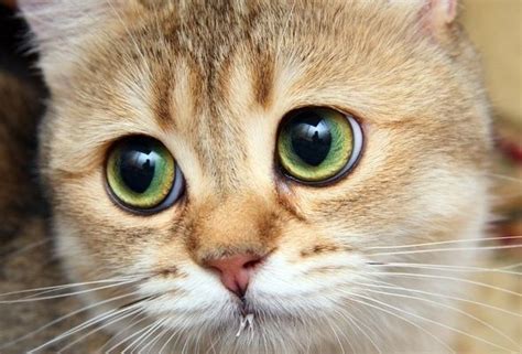 48 Kittens Giving You Kitty Cat Eyes Pretty Cats Cute Cats Photos