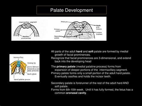 Ppt Development Of Face Palate And Skull Powerpoint Presentation