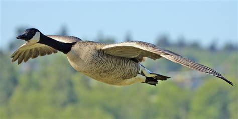 A Man Has Been Charged For Killing A Canada Goose In A Horrific Way