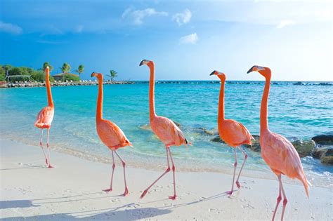 Flamingo Beach Aruba Noredva