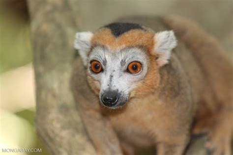 Male Crowned Lemur Eulemur Coronatus Madagascarankarana0244