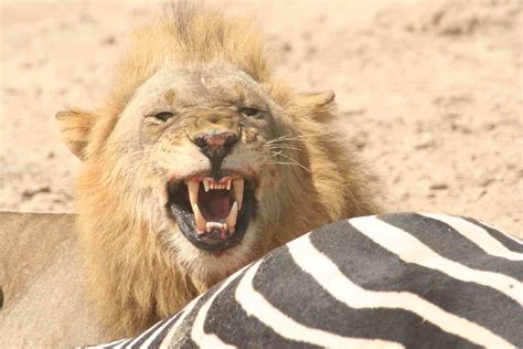 Lion Eating Zebra Travel Tv Flickr