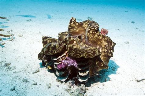 Giant Clam On The Sea Bed Photograph By Georgette Douwma Pixels