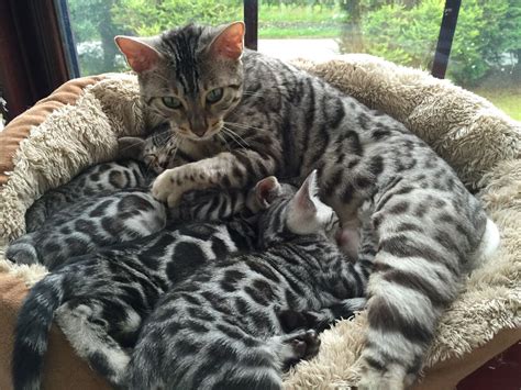 Check spelling or type a new query. SILVER BENGAL KITTENS | Caernarfon, Gwynedd | Pets4Homes