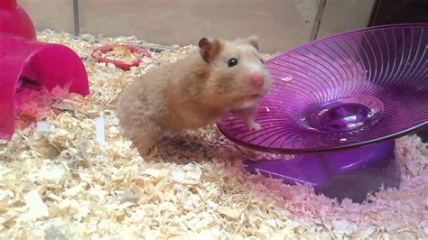 Hamster Playing In Cage Youtube