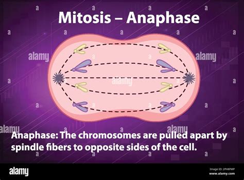Proceso De Mitosis Anafase Con Explicaciones Ilustración Imagen Vector