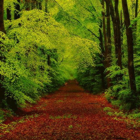 Download Wallpaper 2780x2780 Forest Trees Pathway Ipad Air Ipad Air