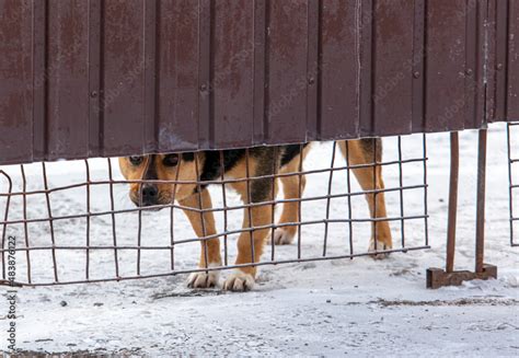 Dog Behind A Metal Fence Stock Photo Adobe Stock