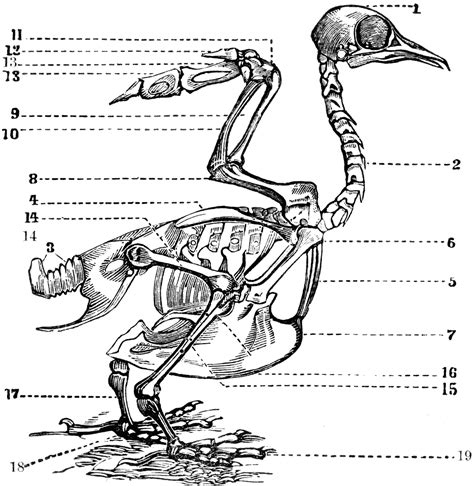 Bird Skeleton Clipart Etc