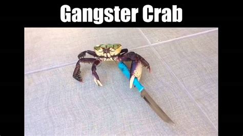 Gangster Crab Does The Lambada Youtube