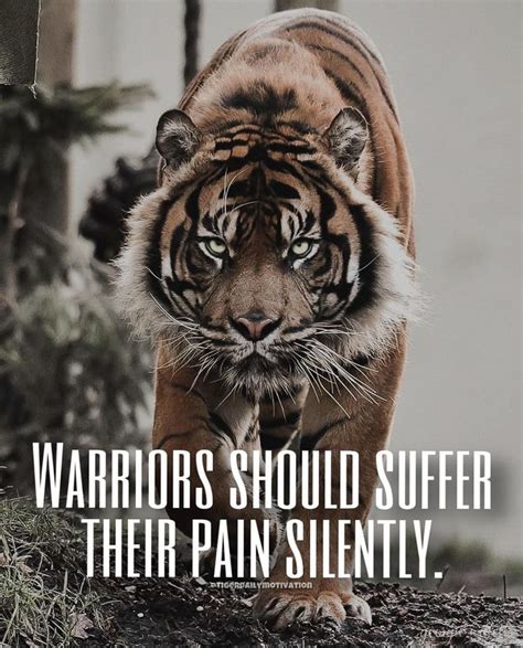 Tiger Motivational Quotes 🐅 On Instagram Do You Agree 🐅