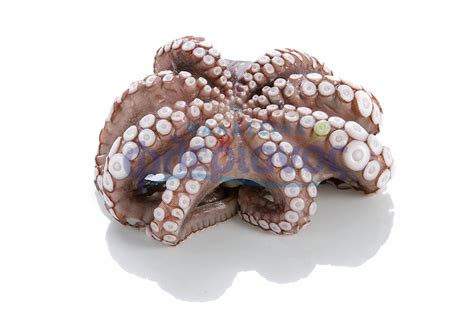 1 χταπόδι 1.500 γρ., πλυμένο και καθαρισμένο* 10 κ.σ. Μαλάκια - Σελίδα 2 - Flerianos.gr