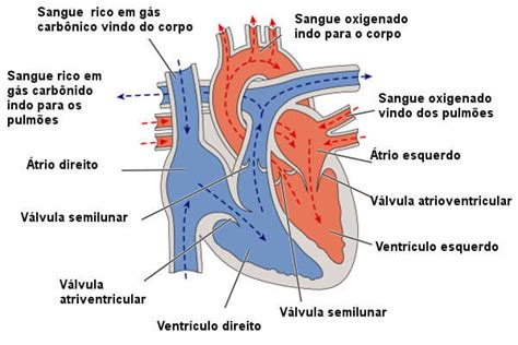 Sistema Circulatorio Humano Biologia Infoescola Images