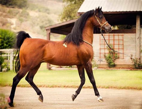 Caballo Árabe Review Wiki Equestrian Riders Club √ Amino