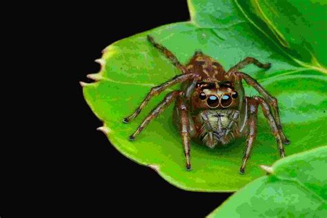 Some common garden plants could be seriously harmful or fatal if ingested. Are jumping spiders poisonous? Well, technically the ...
