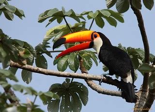 From french toucan or portuguese/spanish tucán, from tupian tuka, tukan, tukana, which probably originated as an imitation of its cry. Tucanuçu | Tucano | Toco Toucan (Ramphastos toco) | Esta ima… | Flickr