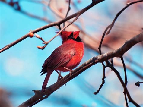 Download Wallpaper 1400x1050 Red Cardinal Bird Branch Tree Color