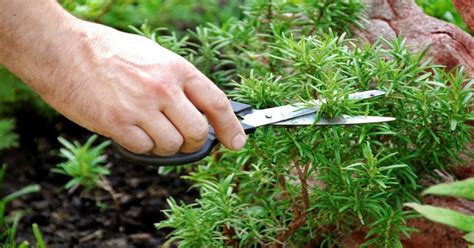 Sniffing Rosemary Can Increase Memory By 75