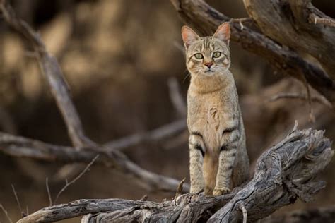 African Wildcat Myth And Truth