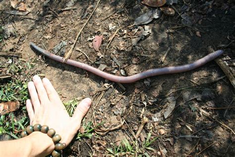 Meet Australias Giant Gippsland Earthworm The Worlds Biggest Worm