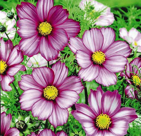 Cosmos Candy Stripe Tandt Seeds
