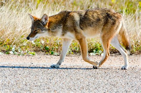 Galveston Ghost Wolves Have Endangered Red Wolf Dna