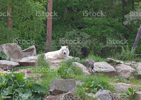 White Arctic Wolf Stock Photo Download Image Now Animal Animal