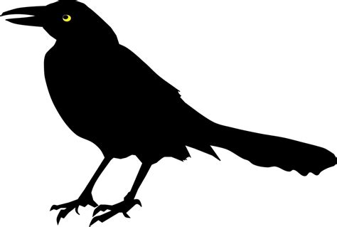 Common Blackbird Png Photo Png All Png All