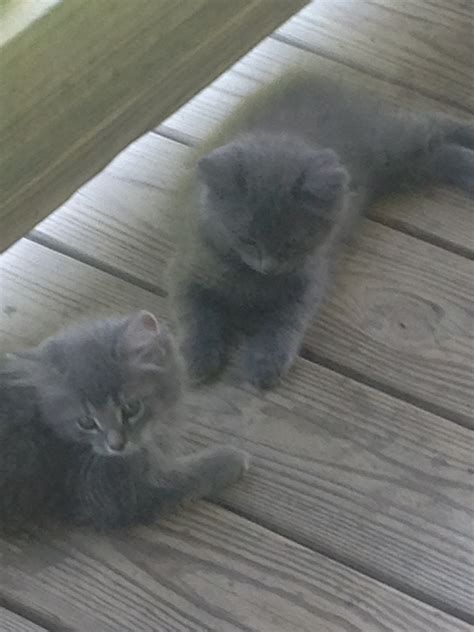 Find manx kittens for sale on pets4you.com. Manx Cats For Sale | Williamsburg, KY #240922 | Petzlover