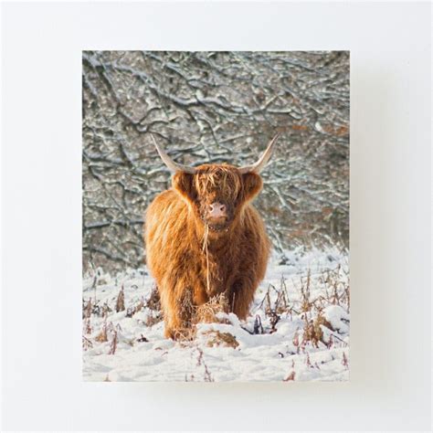 Scottish Highland Cow In The Snow Canvas Mounted Print By