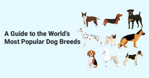 A Guide To The Worlds Most Popular Dog Breeds