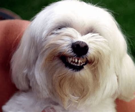 No one wants to hear that their dog has heartworm. How to look after your dog's teeth, a Vet's guide ...