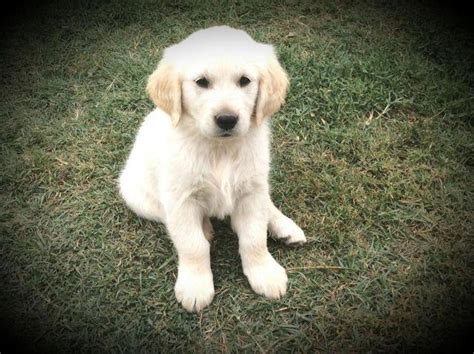 Excellent therapy and show puppies. AKC purebred Golden Retriever Puppies English cream ...