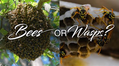 Difference Between Bee And Wasp Nest