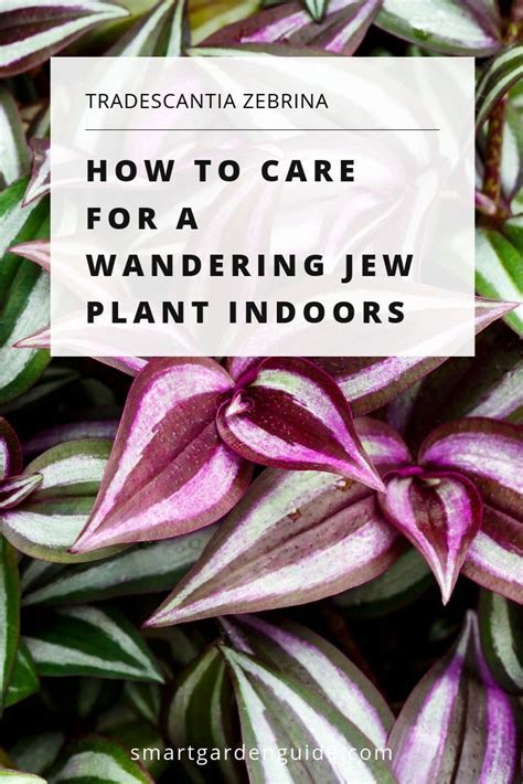 However, growing the wandering jew plant tradescantia zebrina can be a bit tricky. Wandering Jew Plant Care Guide. Lesen Sie, wie Sie ...