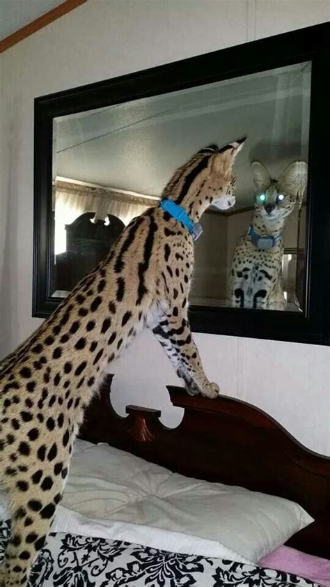 187 Best Images About Savannah And Serval Cats On