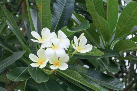 Plumeria Flower Desert Rose White Beautiful On The Tree Stock Image Image Of Floral Bunch