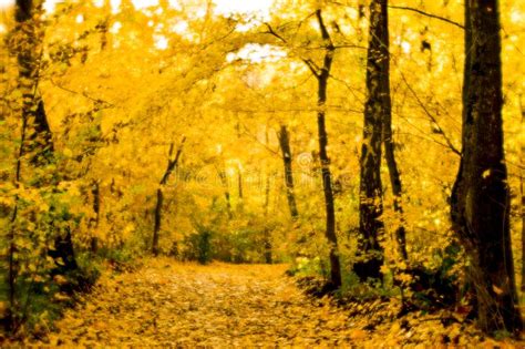 Blurred Autumn Landscape Backlit With Trees Fallen Yellow Leaves And