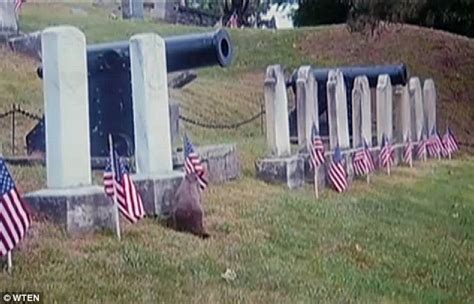Mystery Of The Cemetery Vandals Solved Woodchucks To Blame For Stealing American Flags From