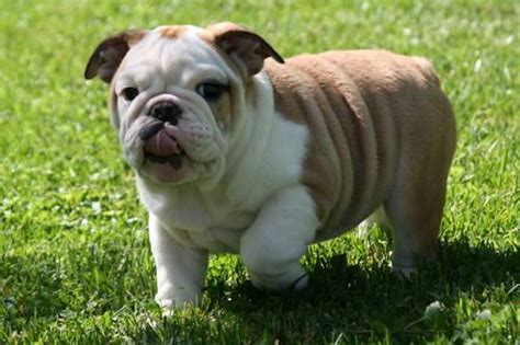 Bellow is the official american kennel club list of colors available for the english bulldog breed. Akc English Bulldog Male- Rare color carrier