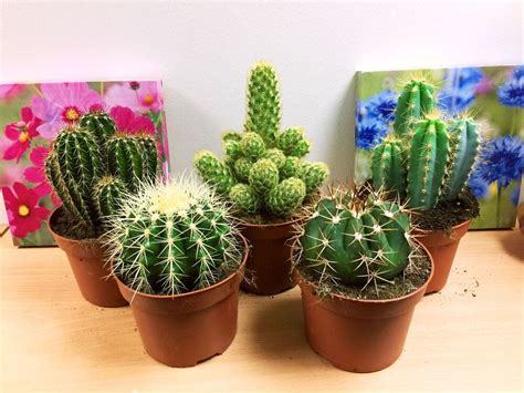 1 Large Mature Cacti Cactus Succulent Office Indoor Garden