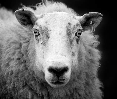 file ewe sheep black and white wikimedia commons