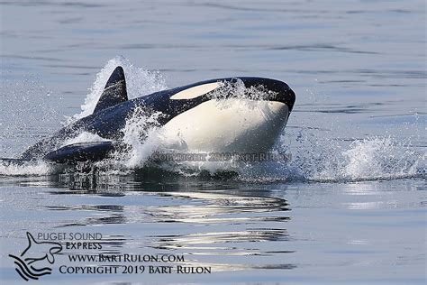 Seattle Whale Watching Tours | Puget Sound Express | Whale watching tours, Whale watching, Whale