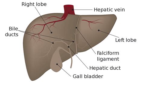 Human liver diagram stock illustration. Stressor Spotlight: Liver Function, Structure, and Health Tips