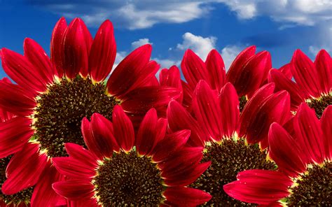 Free Wallpaper Of Flowers Blooming Pure Red Sunflowers Free