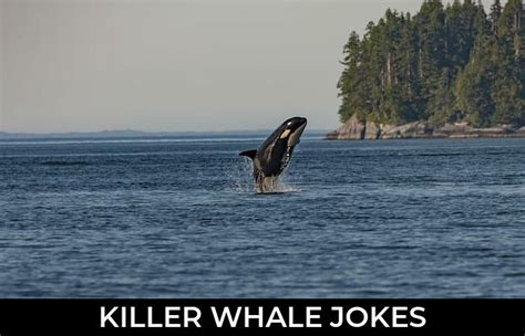 28 Killer Whale Jokes That Will Make You Laugh Out Loud