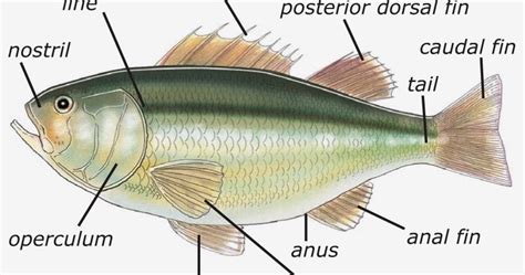 Kings Christian School Biology The Fish Part 1