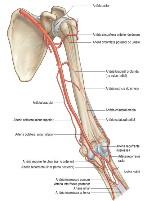 artérias do membro superior Anatomia online Anatomia Escola de medicina